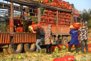 锚定政策锚点 破解发展瓶颈——中国乡村振兴50人论坛勾勒农业高质量发展新路径