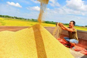 数智赋能：农业现代化与新质生产力 培育的理论逻辑与实践路径