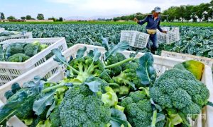 碳工厂与零碳乡村：绿色转型中的乡村新图景
