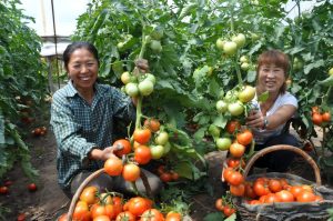 乡土叙事中的亲情坚守与文化认同—— 以《南山，是姥爷的根》为文本分析